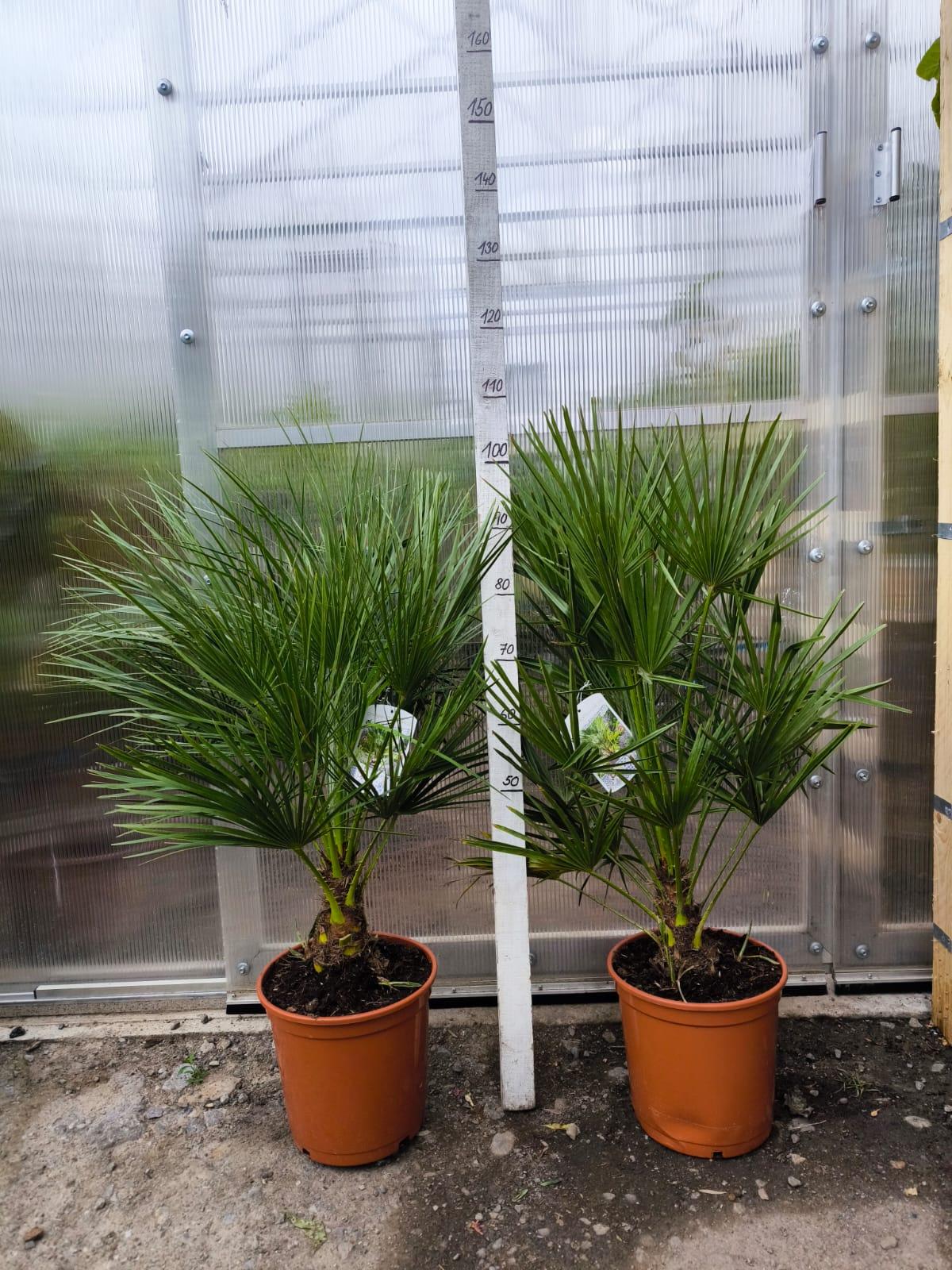 Chamaerops humilis, 110-120 cm