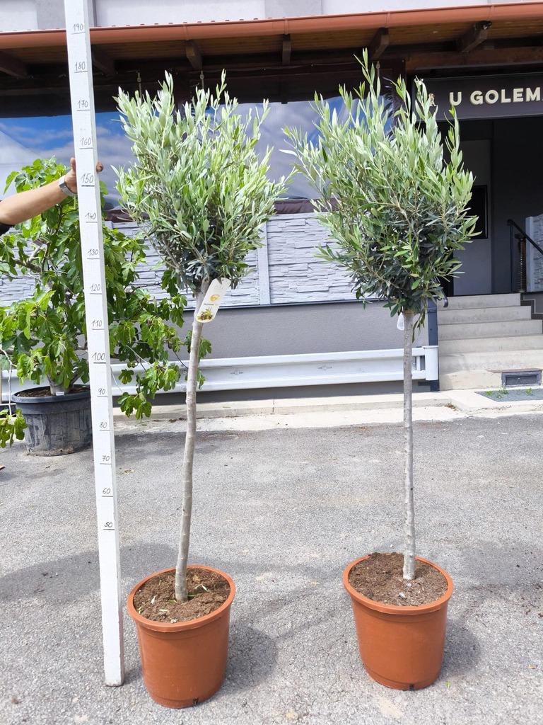 Olivovník evrop., 170-180 cm, obv. 8-10 cm
