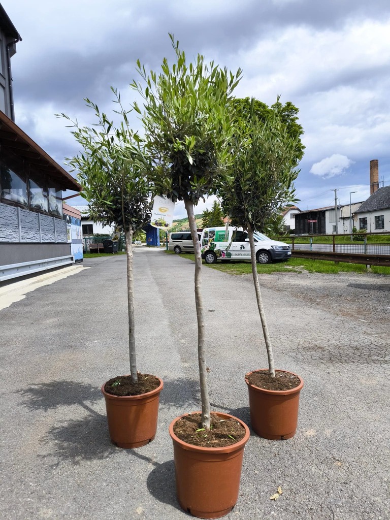 Olivovník evrop., 170-180 cm, obv. 8-10 cm