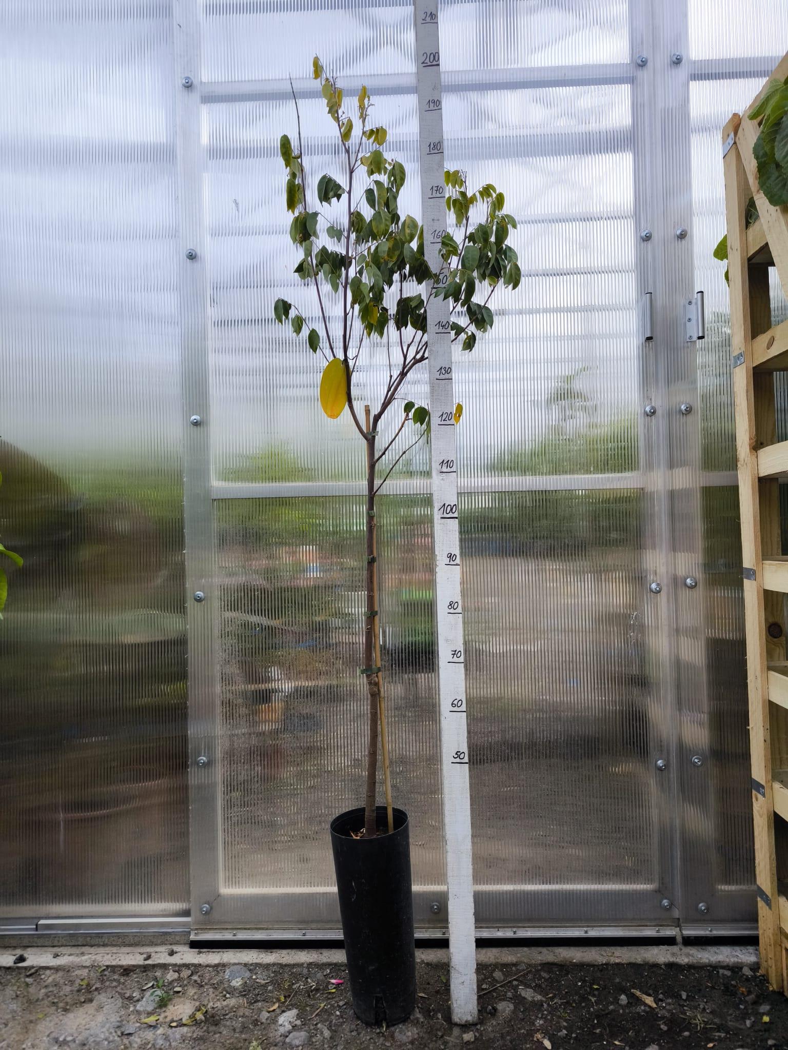 Karambola, "star fruit", 200-210 cm