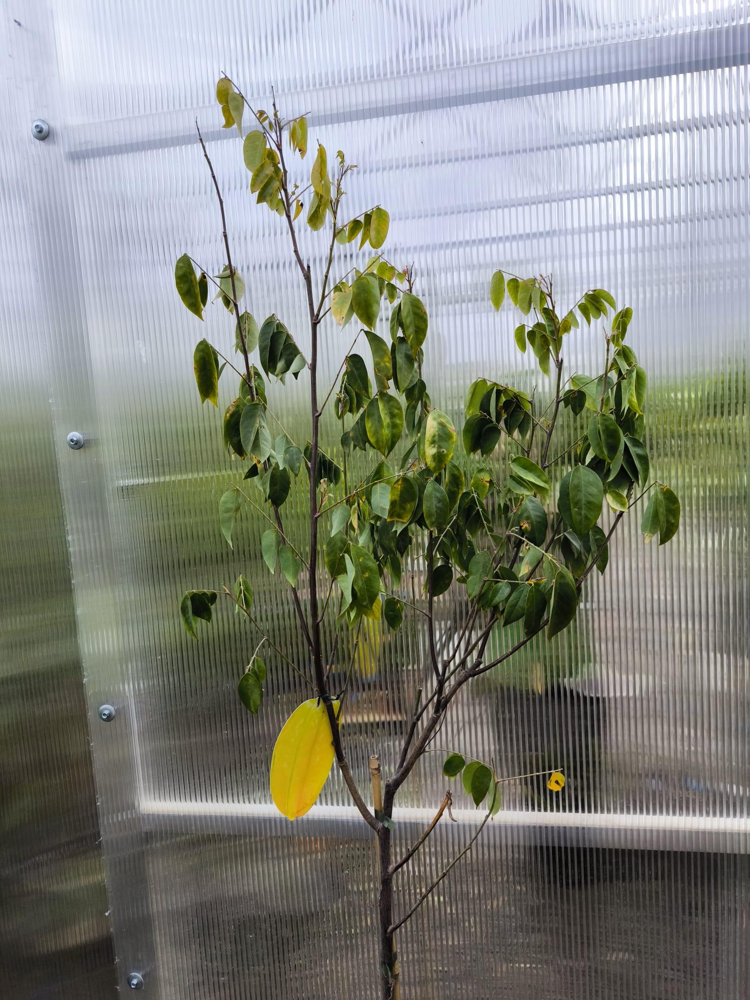 Karambola, "star fruit", 200-210 cm