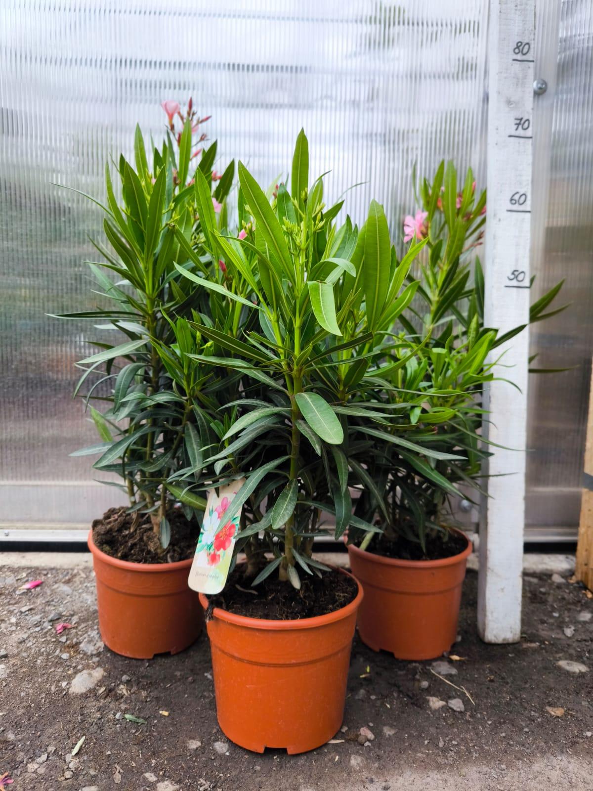 Oleandr, 60-70 cm, 3-BAREVNÝ MIX