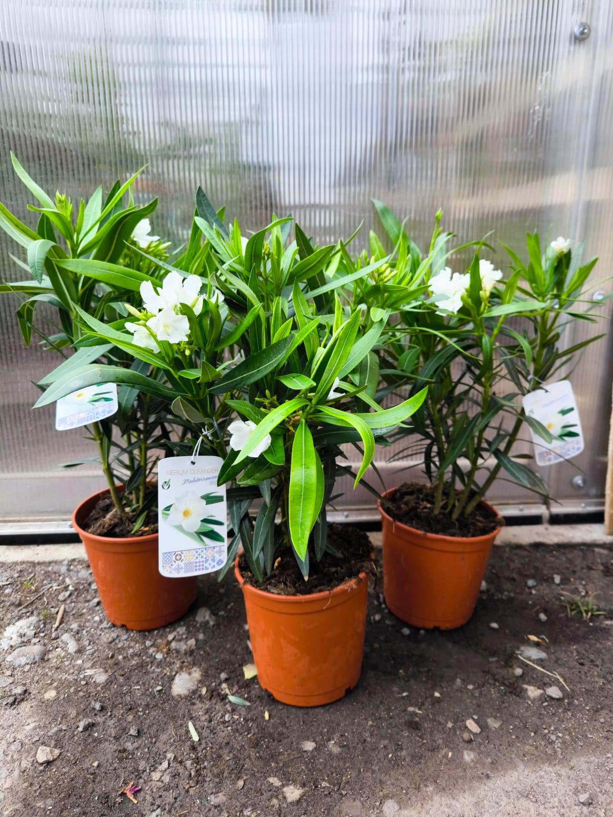 Oleandr, 45-55 cm, bílý