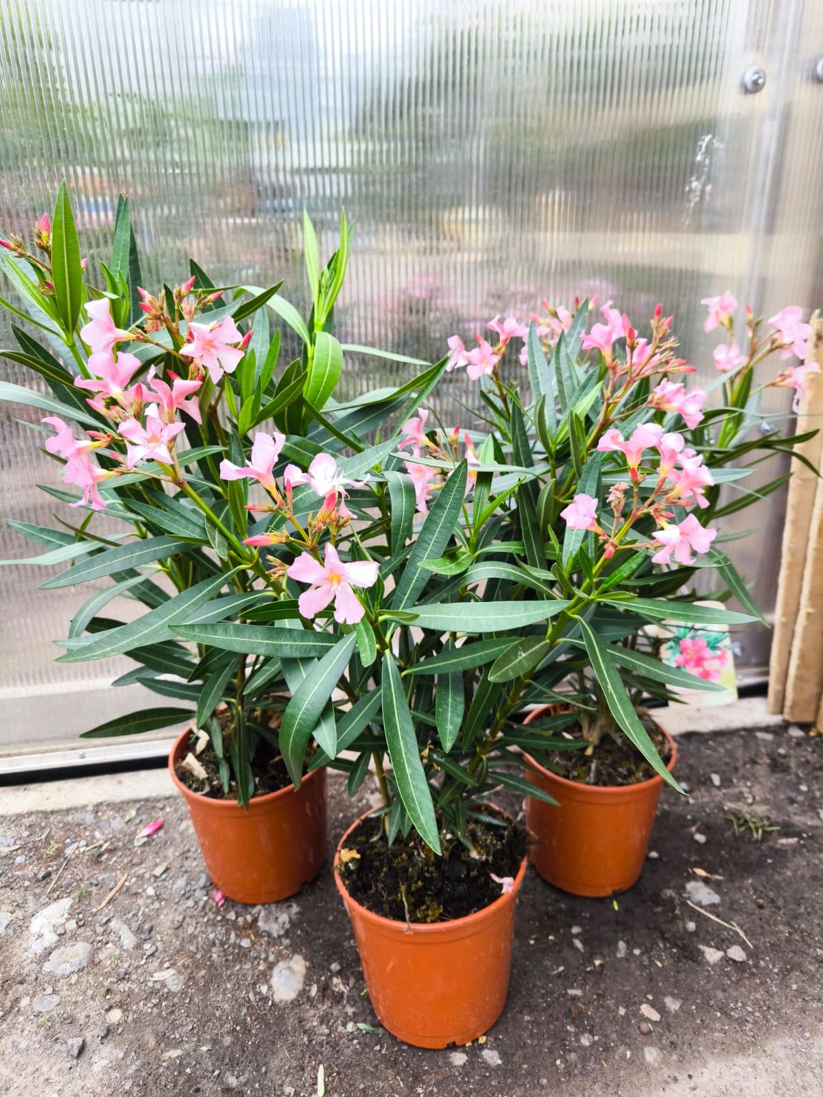 Oleandr, 45-55 cm, sv. růžový