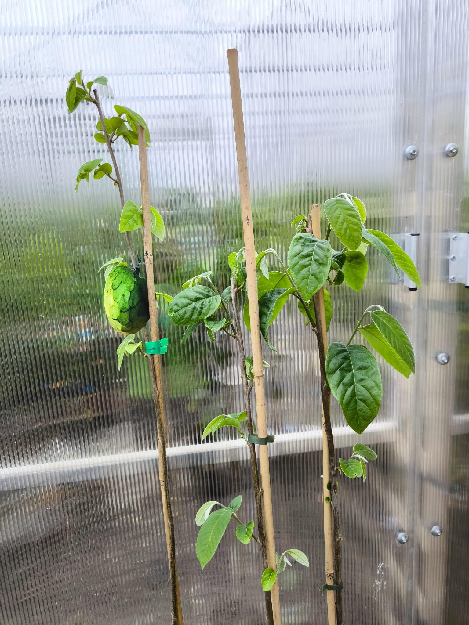 Annona cherimoya, 180-200 cm