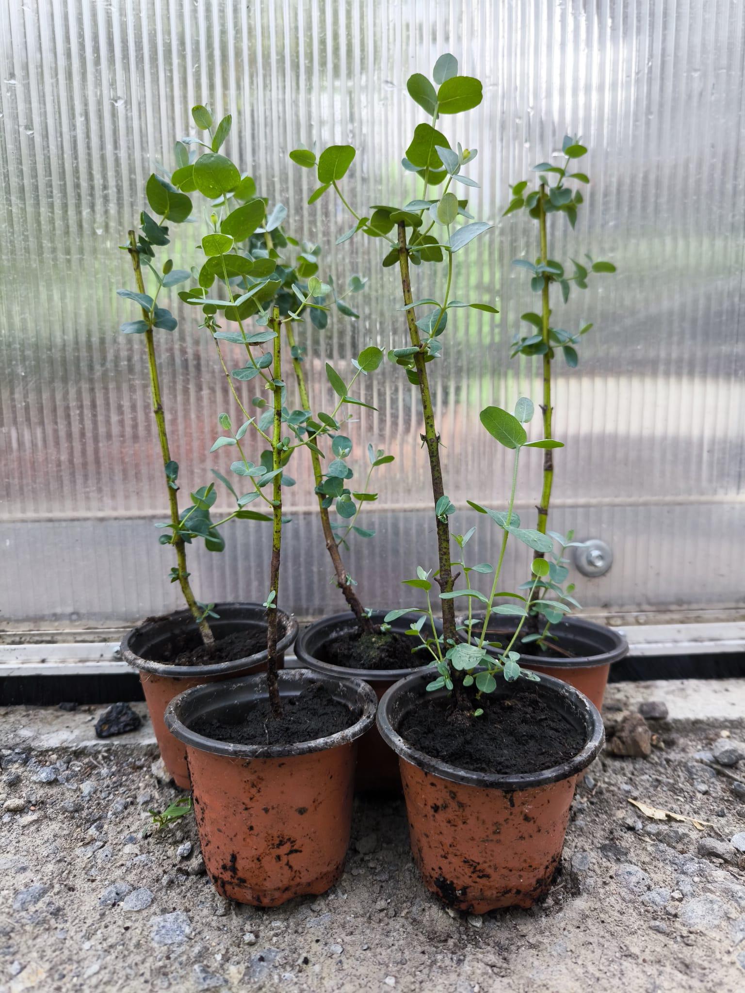 Eucalyptus gunnii, sazenice