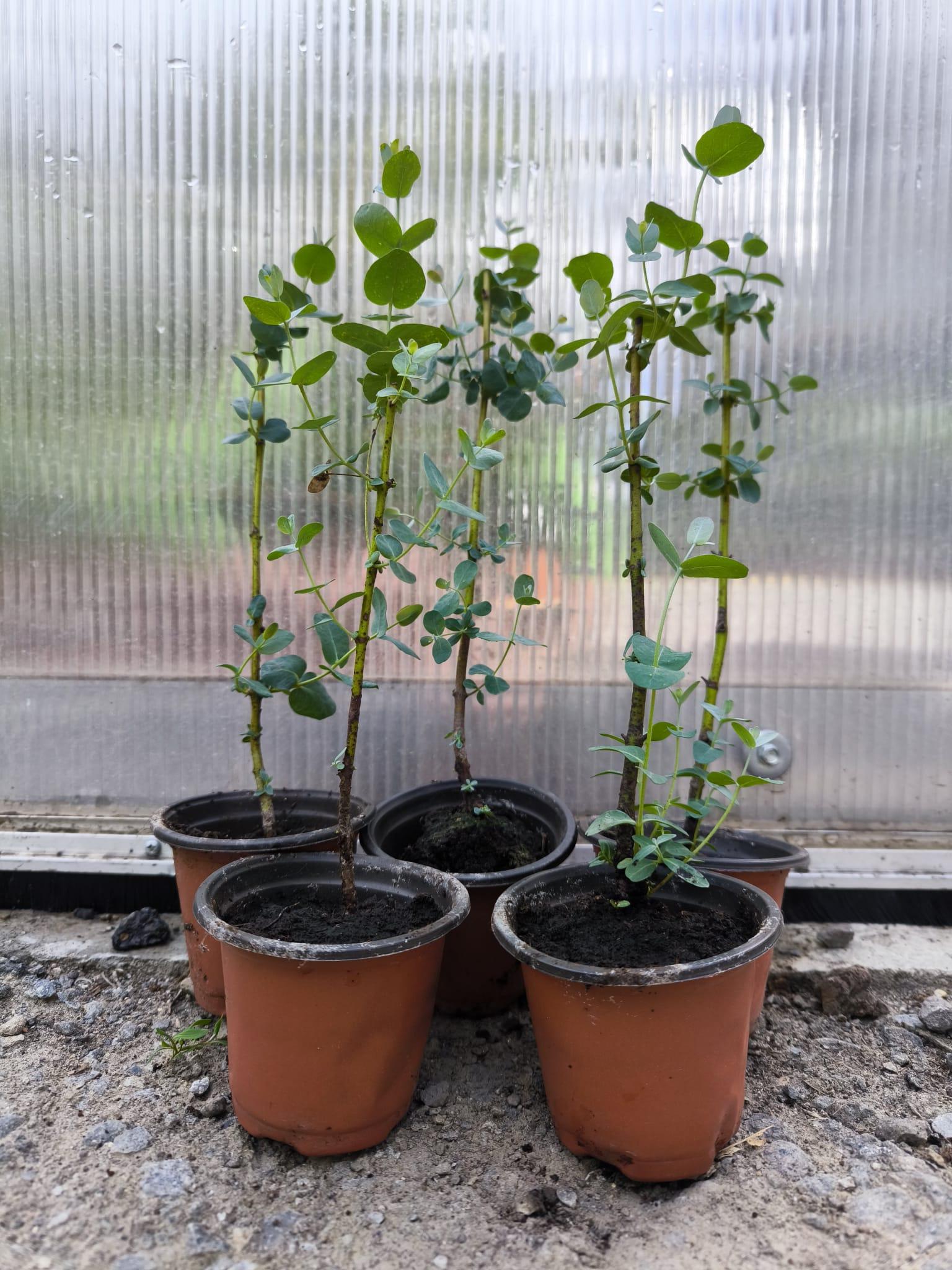 Eucalyptus gunnii, sazenice