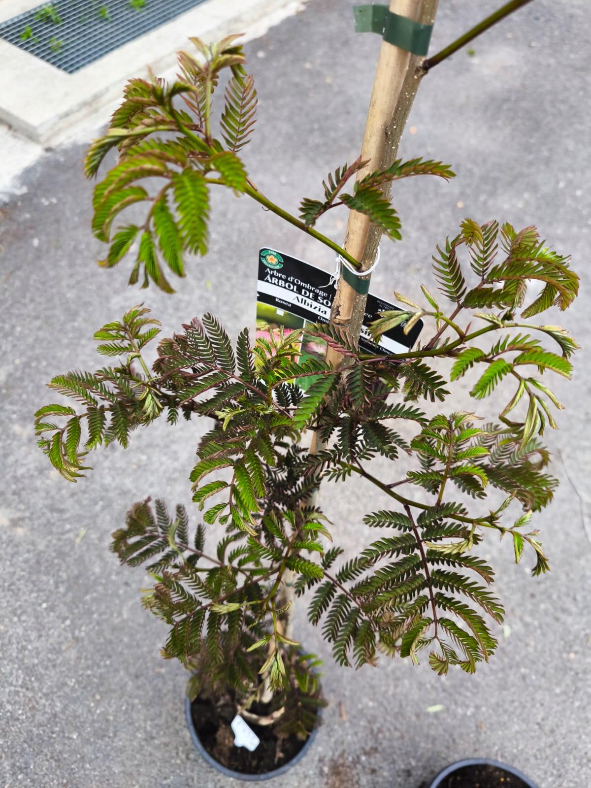 Albizia julibrissin "Summer Chocolate", 150-160 cm