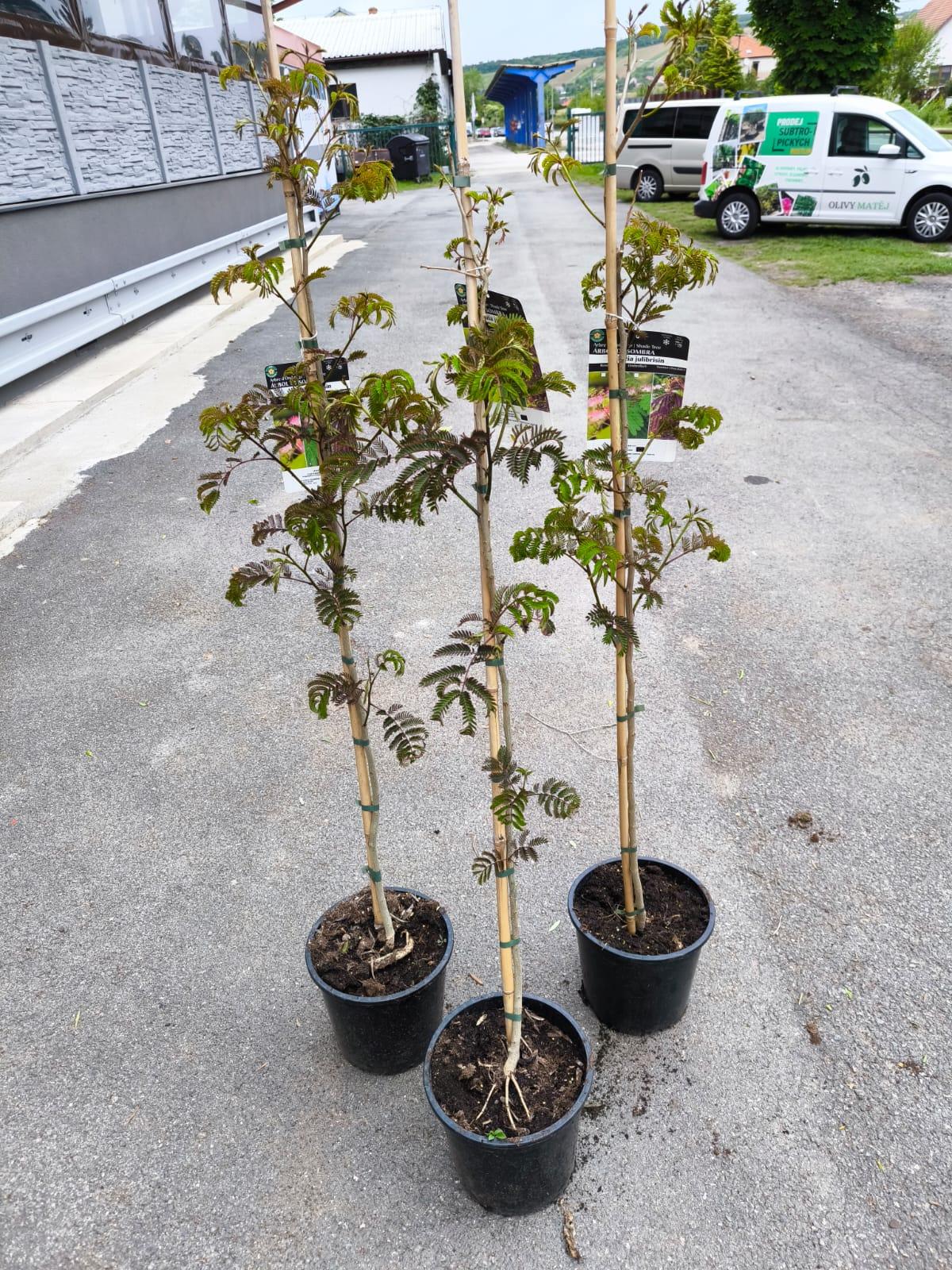 Albizia julibrissin "Summer Chocolate", 150-160 cm