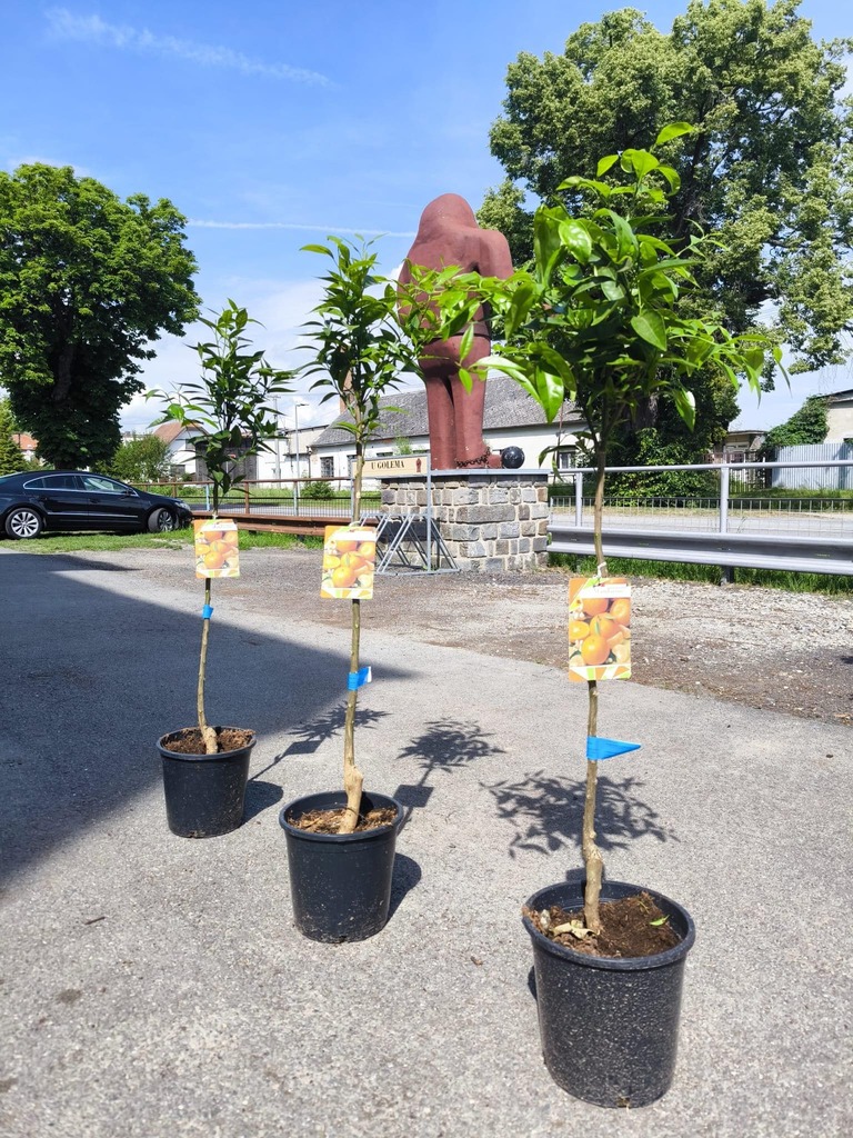 Citrus reticulata "Clementine"  - mandarinka