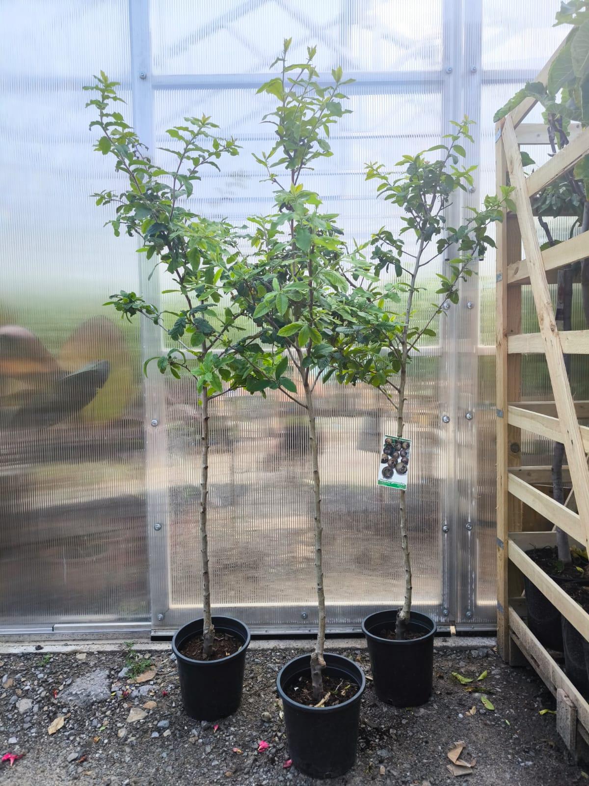 Mišpule, var. "Dutch"