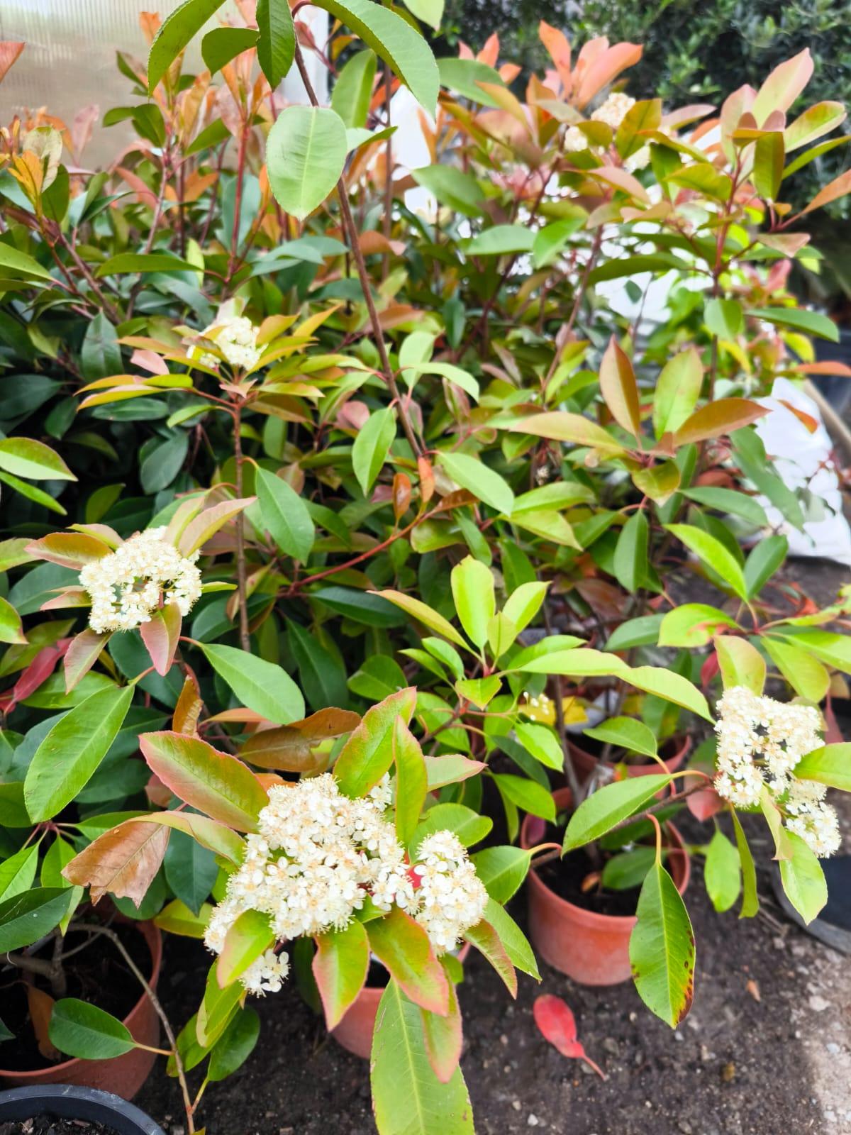 Photinia freseri "Red Robin"