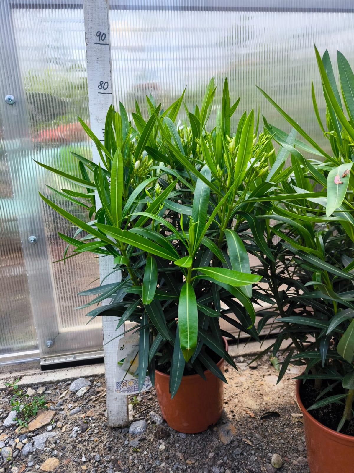 Oleandr, 70-80 cm, bílý