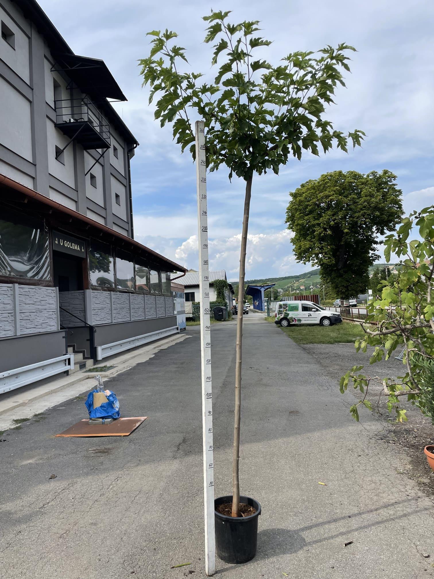 Okrasná (neplodící) moruše, 290-300 cm