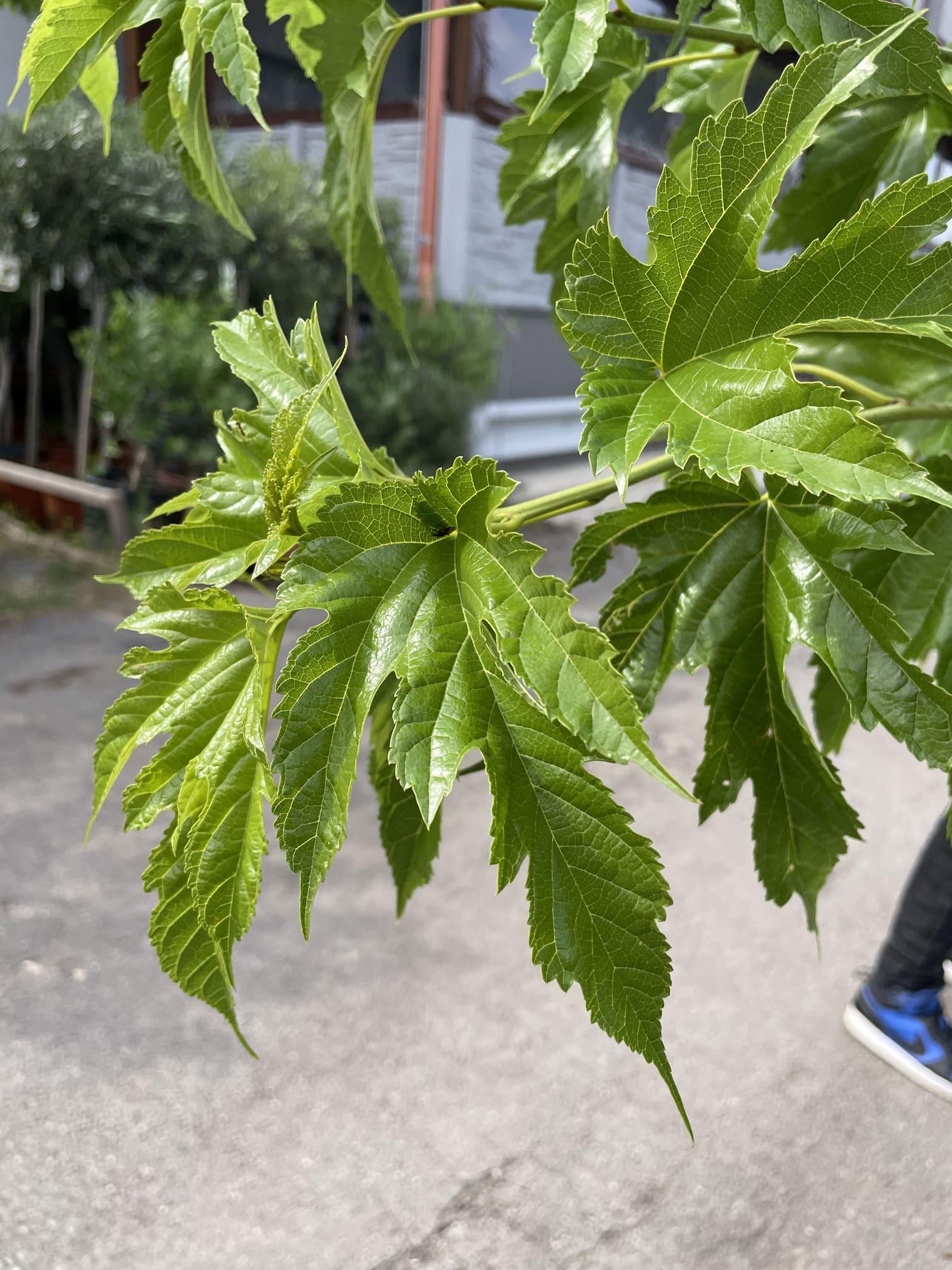 Okrasná (neplodící) moruše, 290-300 cm