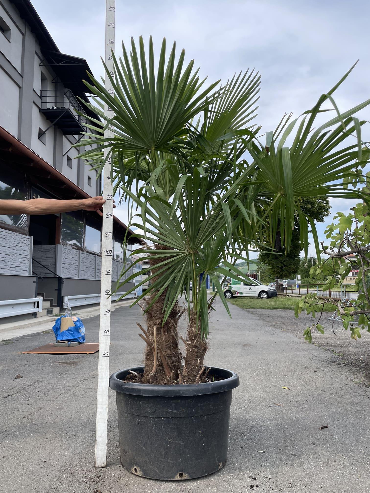 Trachycarpus fortunei - dvojkmen