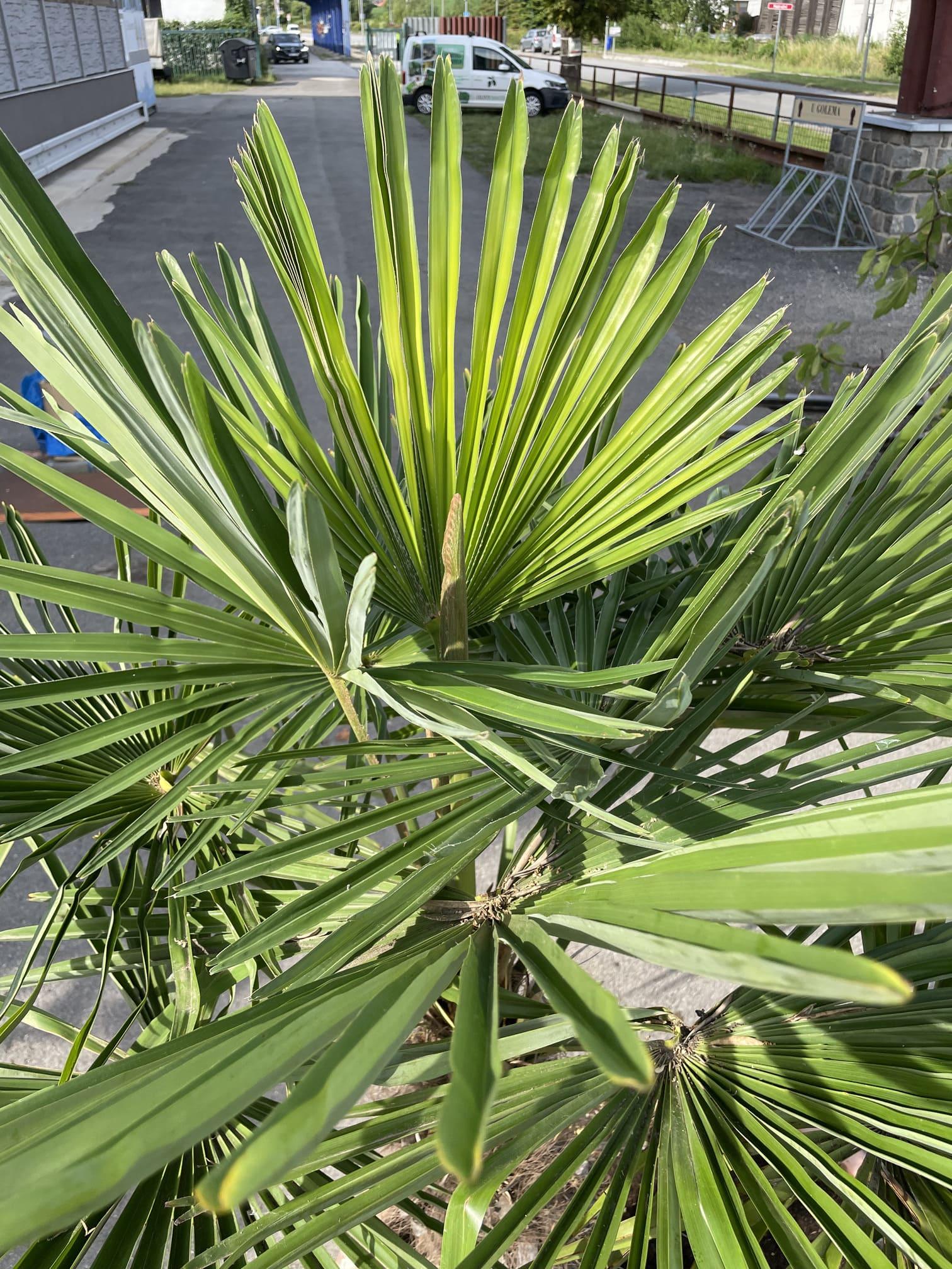 Trachycarpus fortunei - dvojkmen