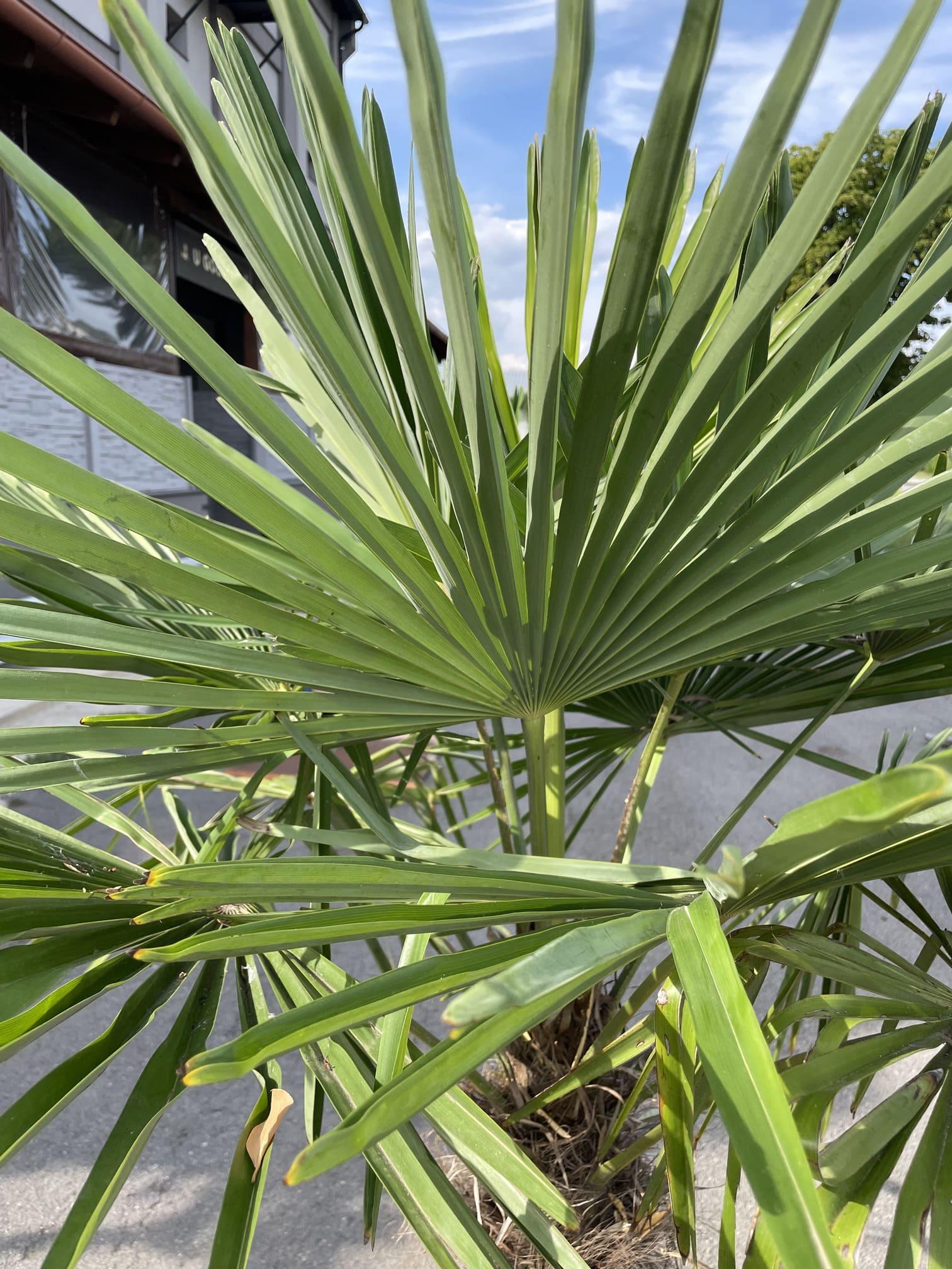 Trachycarpus fortunei - dvojkmen