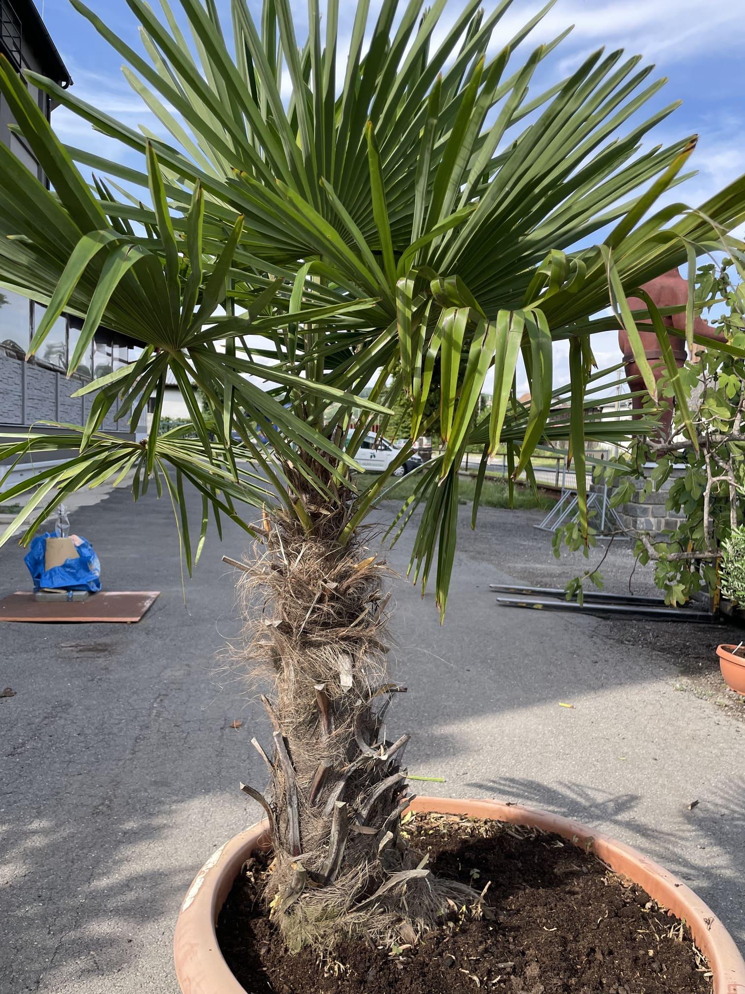 Trachycarpus fortunei, 170-175 cm, TERASOVÁ NÁDOBA