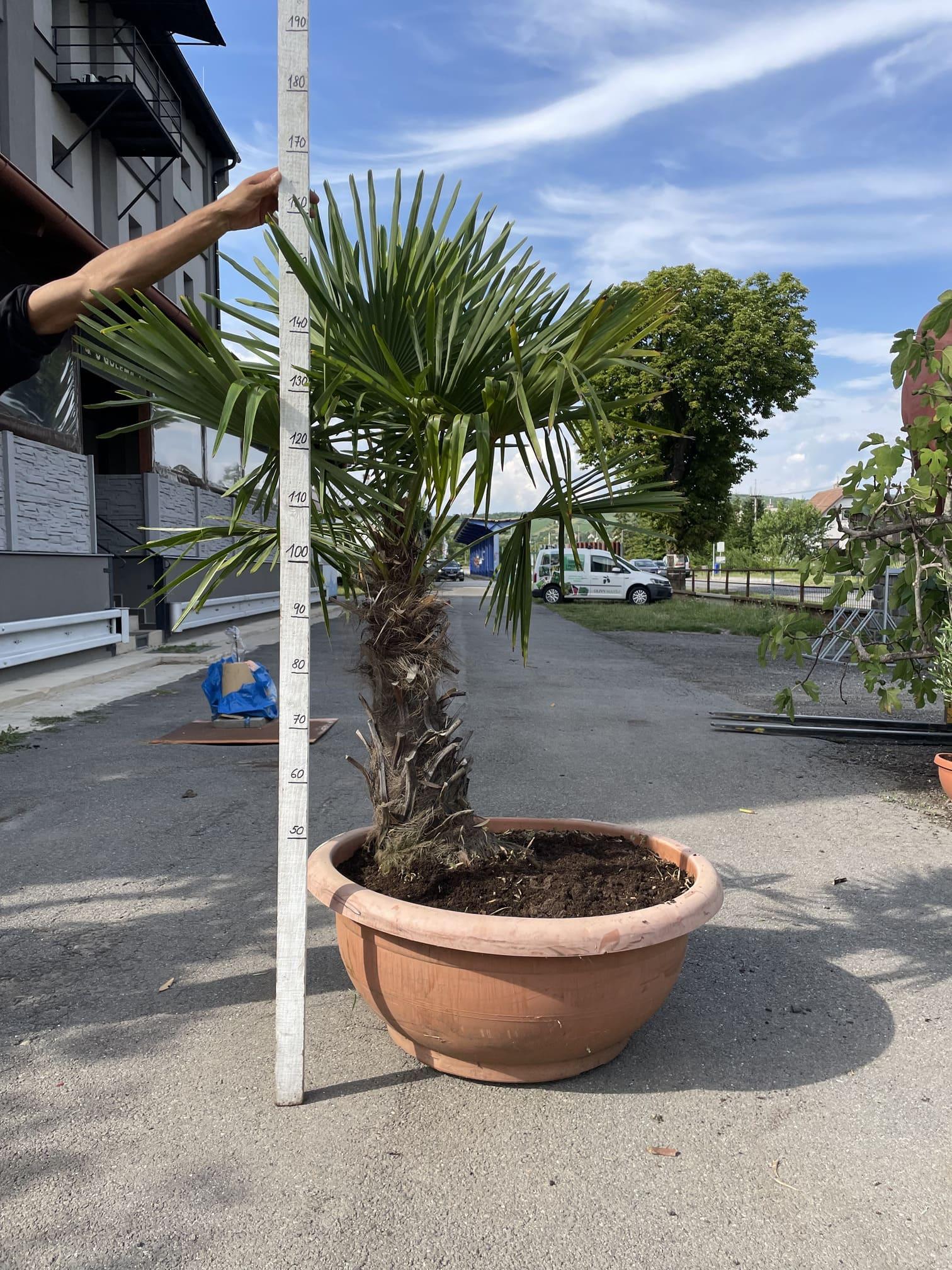 Trachycarpus fortunei, 170-175 cm, TERASOVÁ NÁDOBA