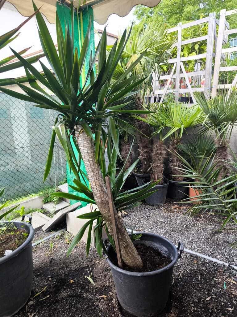 Juka elephantipes, 200-210 cm