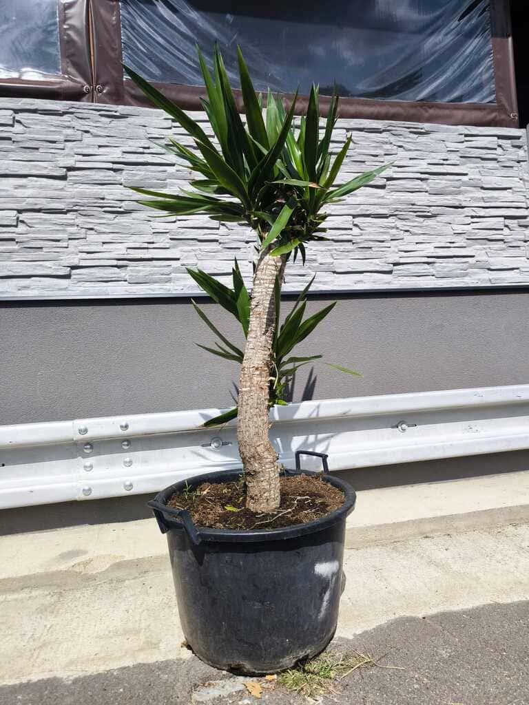 Juka elephantipes, 175-180 cm