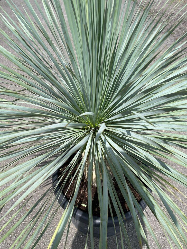 Juka rostrata, 125-130 cm (-20°C)