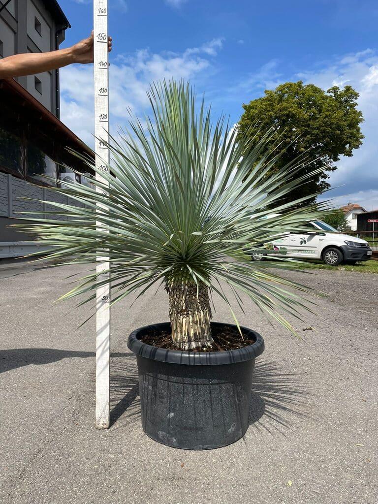 Juka rostrata, 125-130 cm (-20°C)