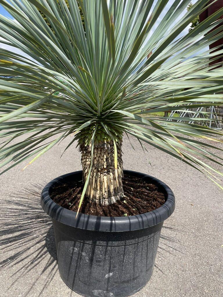 Juka rostrata, 125-130 cm (-20°C)