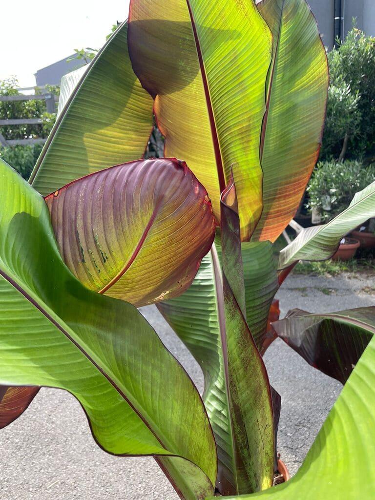 Banánovník Musa ensete ventricosum ''Maurelii''