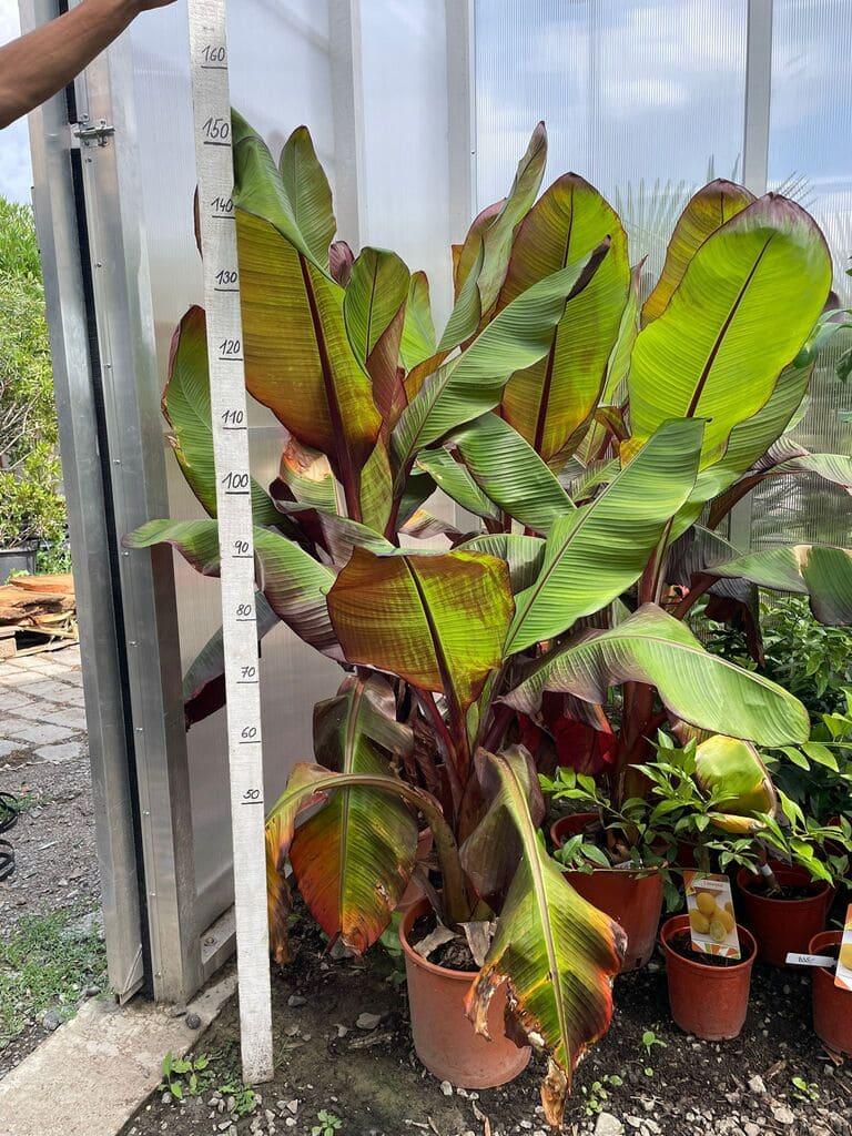 Banánovník Musa ensete ventricosum ''Maurelii''