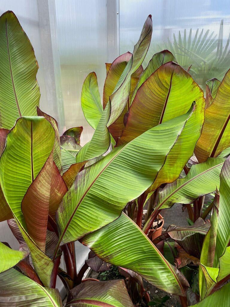 Banánovník Musa ensete ventricosum ''Maurelii''