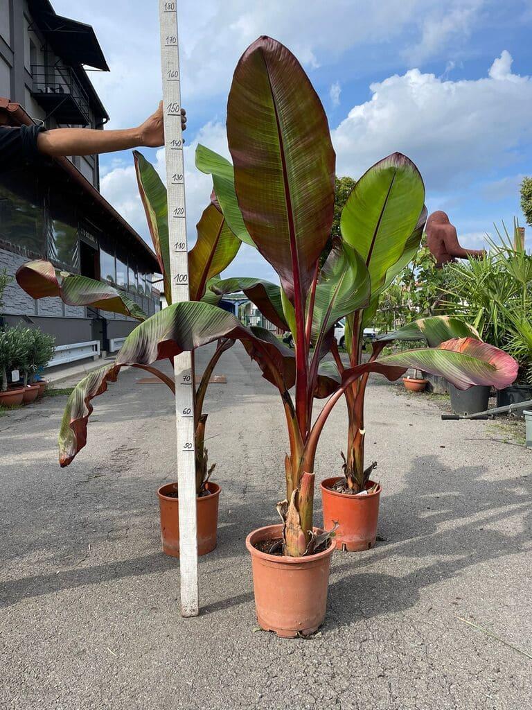 Banánovník Musa ensete ventricosum ''Maurelii''