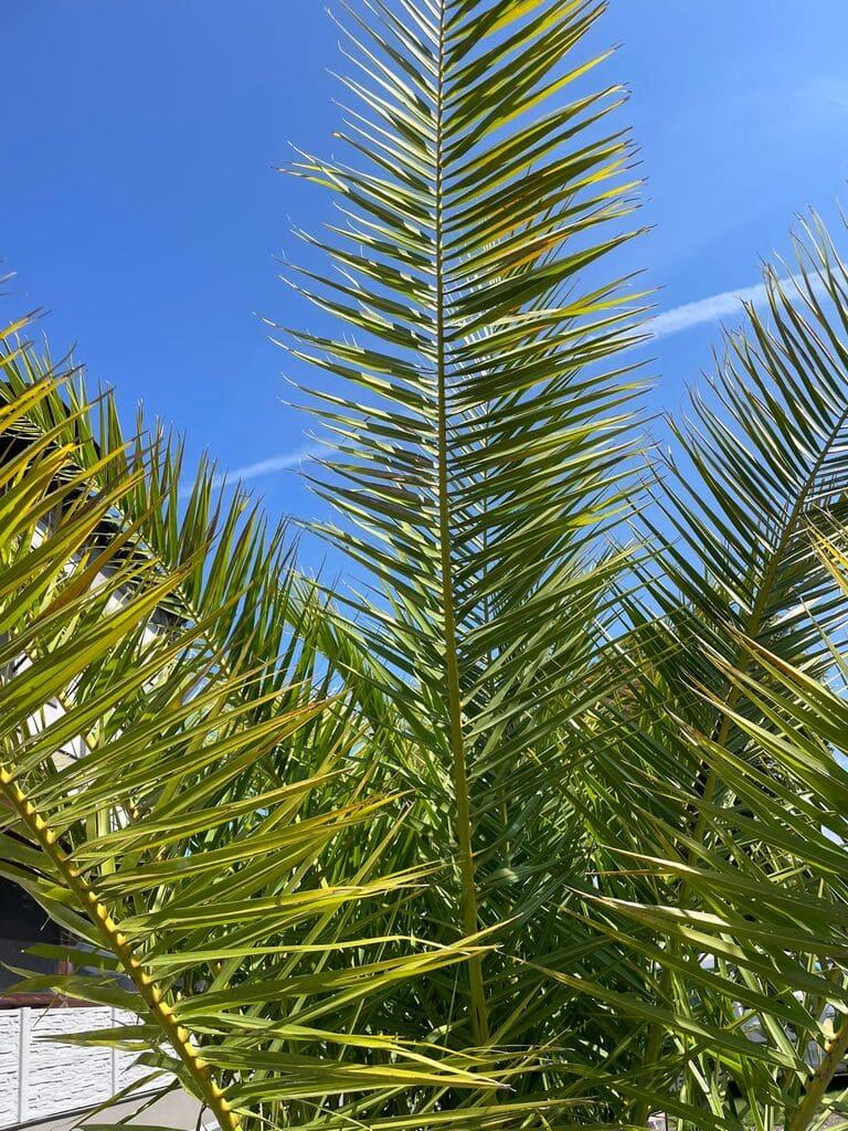 Phoenix canariensis, 260-270 cm