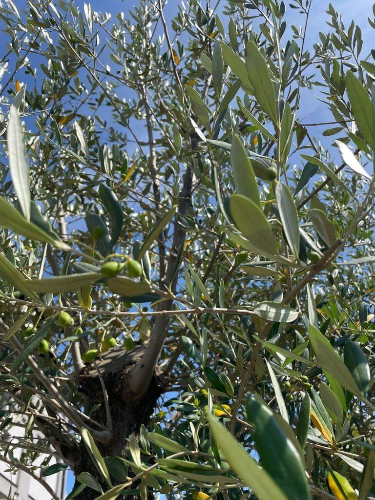 Olivovník, výška 270-280 cm