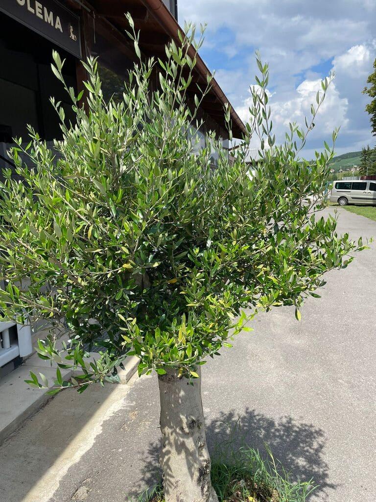 Olivovník, obv. 40-43 cm