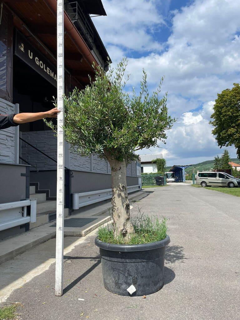 Olivovník, obv. 40-43 cm