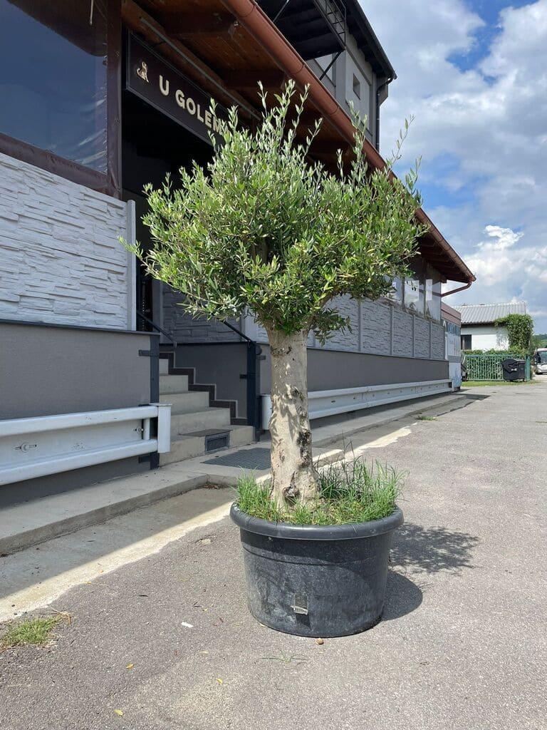 Olivovník, obv. 40-43 cm