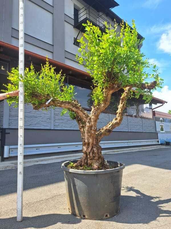 Granátové jablko, výška 230-240 cm