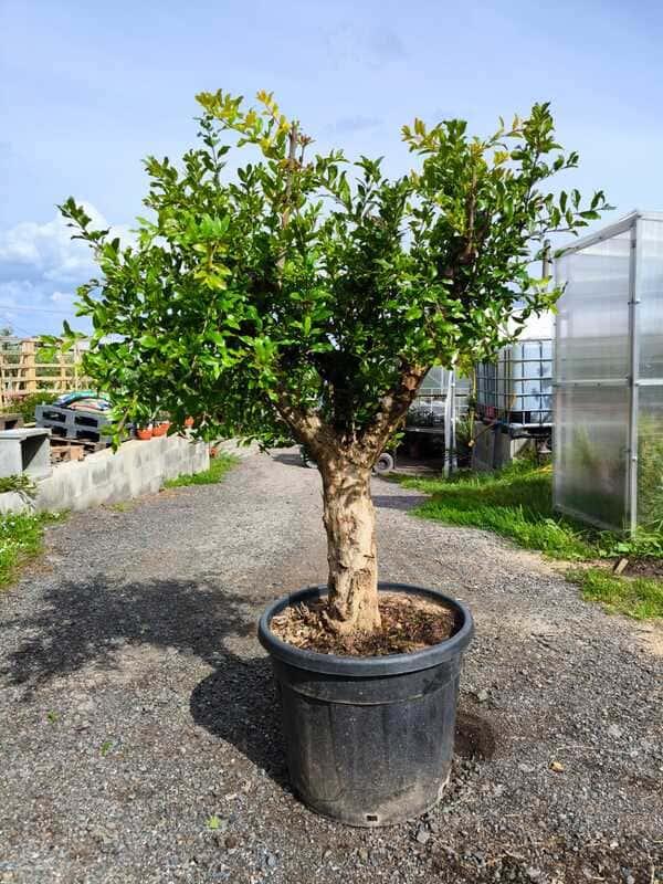 Granátové jablko, výška 160-170 cm