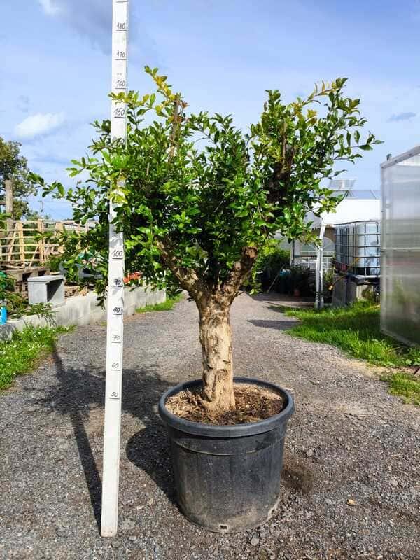 Granátové jablko, výška 160-170 cm