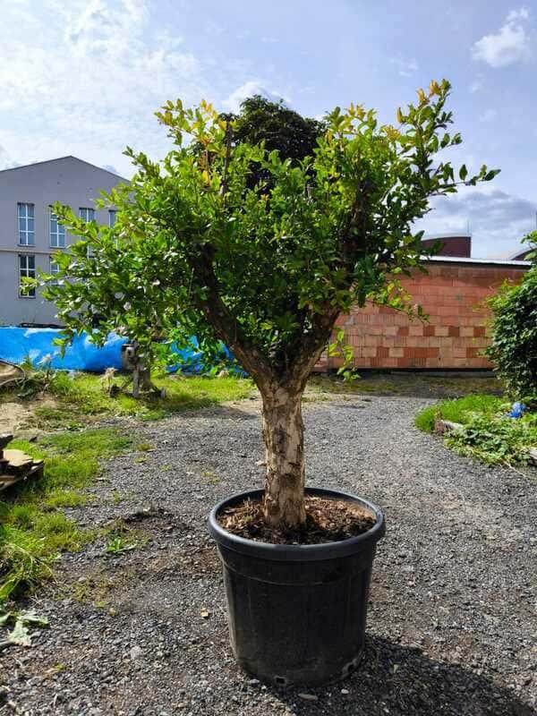 Granátové jablko, výška 160-170 cm