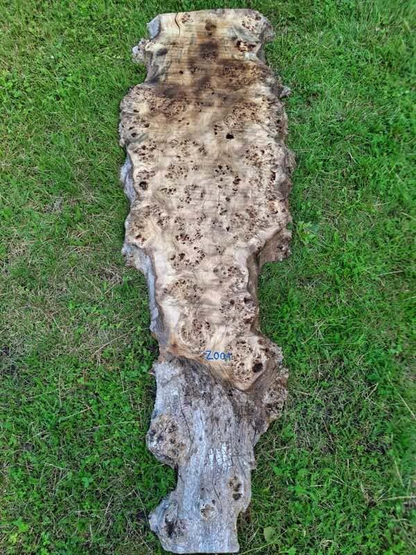 Z001 Topol černý 216x40x6 cm