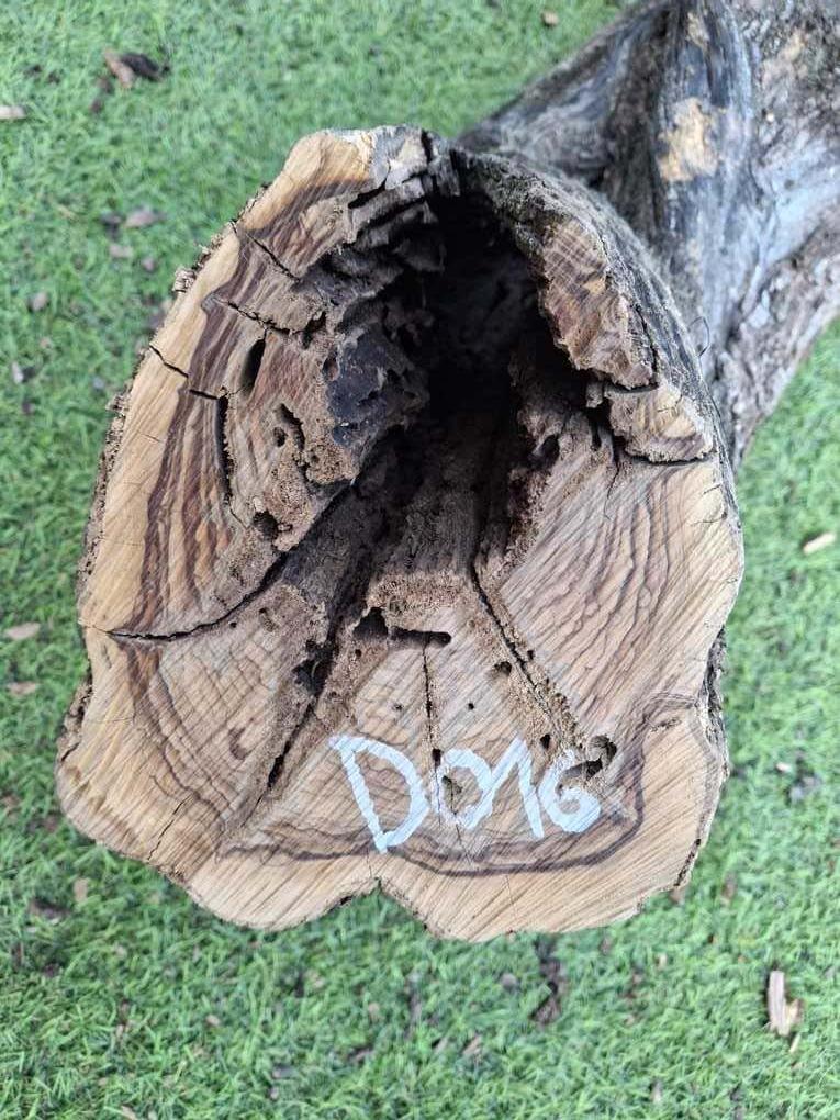 D016 Olivový špalek 56x19x14 cm