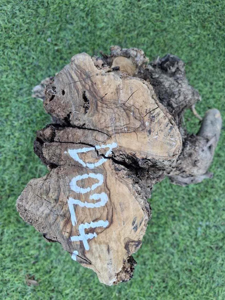 D024 Olivový špalek 26x15x8 cm