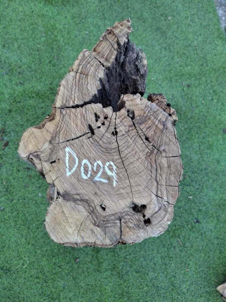 D029 Olivový špalek 66x17x15 cm