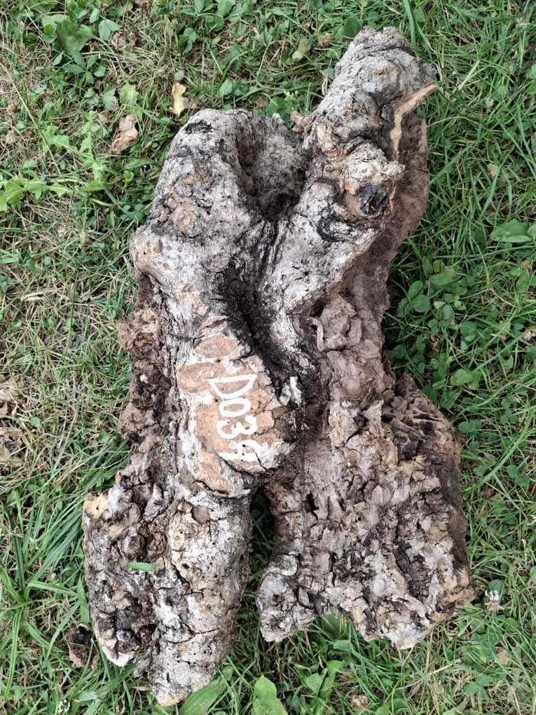 D039 Olivový odřezek 30x16x12 cm