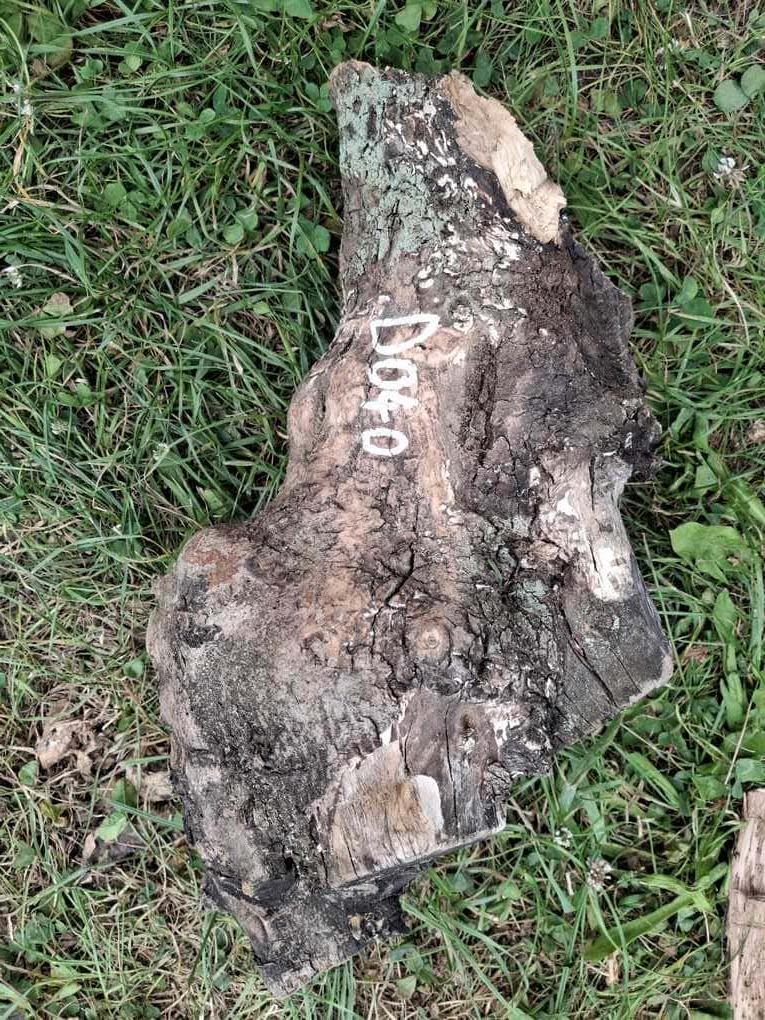 D040 Olivový odřezek 24x15x8 cm