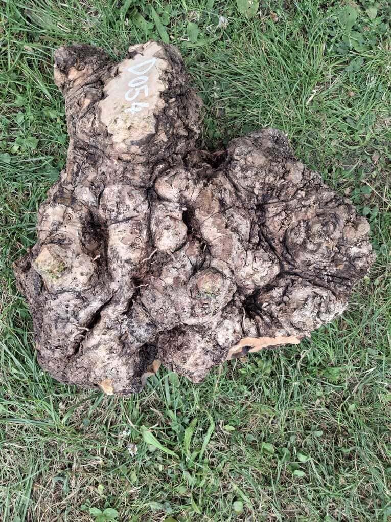 D054 Olivový odřezek 37x26x13 cm