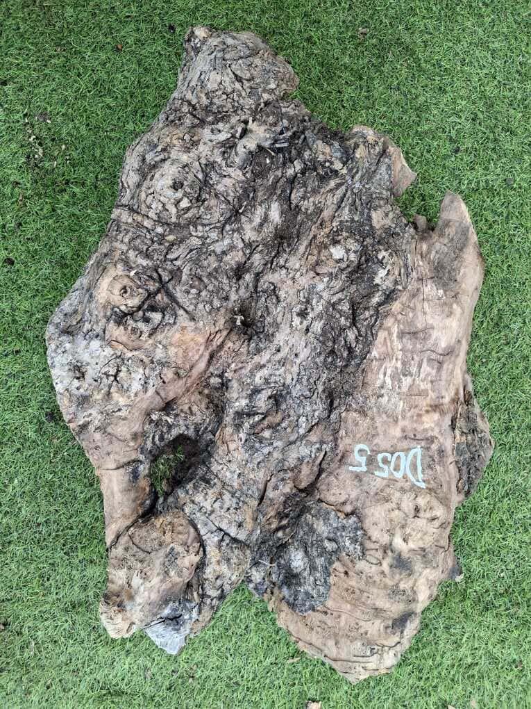 D055 Olivový odřezek 51x33x11 cm